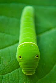 Check spelling or type a new query. 160 Cool Green Stuff Ideas Green Shades Of Green Simple Green