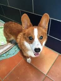 # corgi breeder # corgi puppies for sale in texas # corgi. 5 Best Corgi Rescues In Texas 2021 We Love Doodles