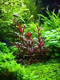 Several cultivars are used as ornamental plants in aquaria. Alternanthera Reineckii Mini Is Too High The Planted Tank Forum