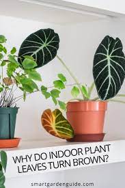 Why Do Indoor Plant Leaves Turn Brown And 7 Solutions Smart Garden Guide Plant Leaves Turning Brown Plant Leaves Turning Plant Leaves