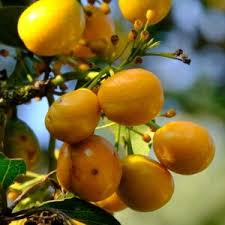 Image result for Canthium inerme