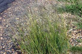 Image result for Dichanthium annulatum