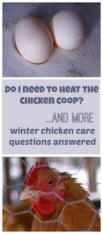 Winter Chicken Care Common Questions And Answers Chicken Barn Chickens In The Winter Chicken Coop