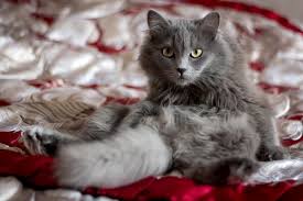Because cats groom themselves on a regular basis, another way to tell if your pet is suddenly losing an excessive amount of hair is to evaluate whether or not she is vomiting or producing hairballs more frequently. How To Make Cat Hair Grow Faster Information And Tips