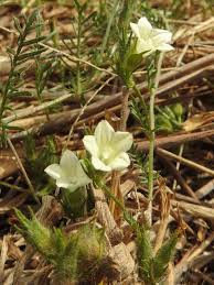 Image result for Xenostegia pinnata