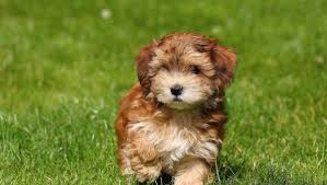 April first female white and black male white andbrown female all black white tip paws male … People Being Scammed Into Buying Puppies That Don T Exist Is Becoming A Problem Online Say Reports