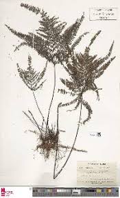 Image result for Actiniopteris pauciloba