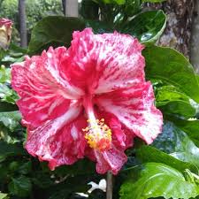 Bunga raya malaysia national flower malaysia travel guide. Pokok Bunga Raya Hybrid Shopee Malaysia