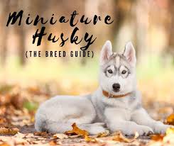If you're looking for a husky breeder in north carolina that is recognized by the american kennel club, look no further than my husky hollow. Miniature Siberian Husky Prices Breeders More