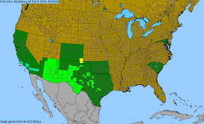 Image result for Guilleminea densa