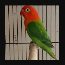 Ciri Ciri Dan Macam Lovebird Biola Burung Hewan