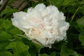 Beste webwinkel 2021 » shop! Pfingstrose Paeoniaonline Kaufen Liefern Lassen Marchfeldpflanzen At