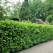 Acesta metoda de plantare este cea mai des folosita la suprafete mici,in delimitarea suprafetelor de vecini, pentru a crea o bariera verde de intimitate in curte, astfel se reduce. Laurocires Gardenexpert Ro