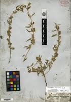 Image result for Ceratotheca sesamoides