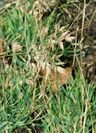 Image result for Danthoniopsis pruinosa