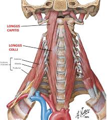 The posterior muscles of the neck are primarily concerned with head movements, like extension. Cervical Motor Control Part 1 Clinical Anatomy Of Cervical Spine Rayner Smale