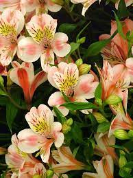 Alstroemeria Stunning Not Sure How Practical For Wedding Bouquet Peach Flowers Alstroemeria Garden Flower Beds