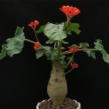 Image result for Jatropha podagrica
