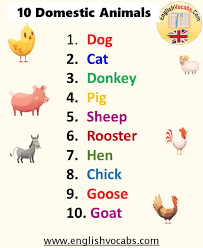 10 Domestic Animals Name English Vocabs