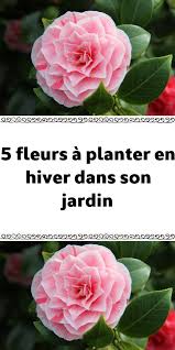 5 Fleurs A Planter En Hiver Dans Son Jardin En 2020 Jardins Jardin Potager Fleurs