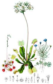 Image result for Droseraceae