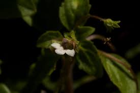 Image result for Diclis ovata