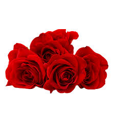 Such as in our collection of pictures of beautiful bouquets! Red Rose Flower Png Image Free Download Searchpng Com