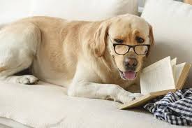 Your special dog deserves a special name! 215 Literary Dog Names Awesome Name Ideas From Books