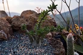 Image result for Pachypodium saundersii