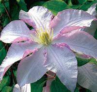 Check spelling or type a new query. Clematis Vancouver Morning Mist Yard N Garden Land