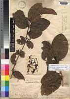 Image result for Landolphia congolensis