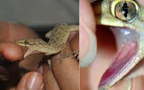 Bite Impact And Teeth Of A Hemidactylus Ssp From Guwahati Assam India Download Scientific Diagram