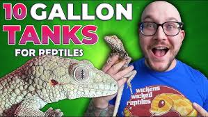 Veiled Chameleon Gets Second Life Here