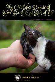 Obesity or other problems that limit a cat's mobility and grooming can also contribute to the problem. My Cat Has Dandruff How Do I Get Rid Of It Upgrade Your Cat