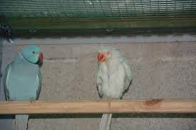 Il parrocchetto dal collare di solito fa una covata all'anno, ma. Parrocchetto Dal Collare Altri Animali