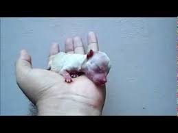 You'll be asked to provide information about yourself and what you are looking for so the breeder can help you find the right match. Cuteness Newborn Teacup Chihuahua Puppy Falls Asleep In The Palm Of Your Hand Youtube