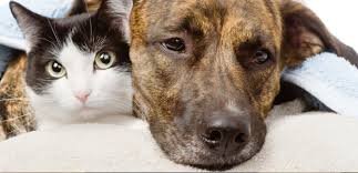 Animal services has hundreds of adoptable pets at any given time. Maricopa County Care Control Re Opens Kennel Space At Phoenix Shelter Location Desert Ridge Lifestyles