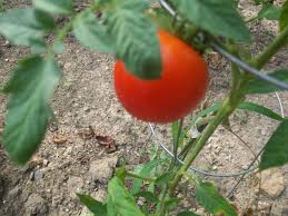 Maybe you would like to learn more about one of these? Tomatoes Home Gardening In North Jersey North Jersey S Internet Magazine