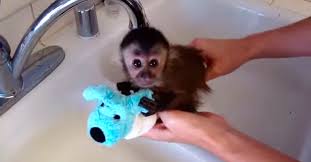 Baby monkey bath time (v.redd.it). She Holds This Newborn Baby Monkey Under The Faucet Seconds Later I M Melting Littlethings Com