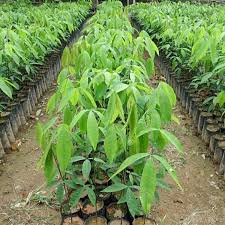 Manfaat daun sirsak secara mengejutkan sangat bermanfaat bagi banyak anggota tubuh, baik anggota tubuh bagian luar seperti kulit, maupun anggota tubuh bagian dalam seperti jantung. Manfaat Daun Gaharu Untuk Kesihatan Badan Susu Unta Camelus