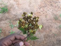 Image result for Julbernardia paniculata