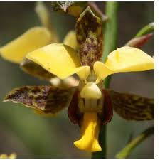 Image result for Eulophia streptopetala