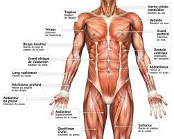 Les muscles des cuisses sont des muscles longs et puissants. Les Muscles Coach De Sante