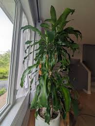 Image result for dracaena