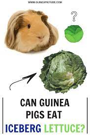 Pin On Guinea Pig Food And Diet