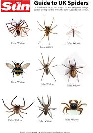 It's been tricky to identify the various false widow spiders with complete confidence, even using the online images. Beware The Zine July 2016