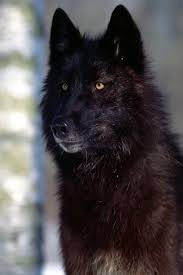 Wolves wallpapers iphone 6 wolf wallpapers pro. 45 Wolf Wallpaper For Iphone On Wallpapersafari