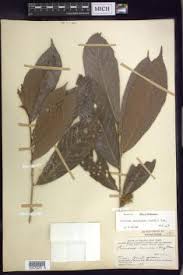 Image result for Rinorea brachypetala