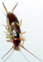 Pourquoi Les Appelle T On Des Perce Oreilles Valentine 12 Ans Images Doc