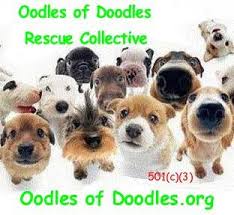 Maybe you would like to learn more about one of these? Oodles Of Doodles Rescue Collective New Jersey Home Facebook